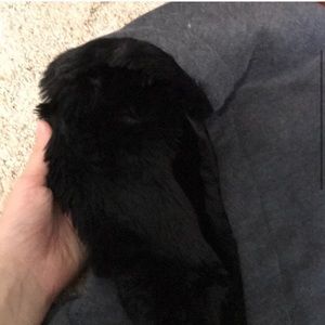 Minnesota Vikings Soft Hoodie